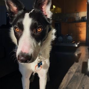 Meet your Posher, Mackenzie